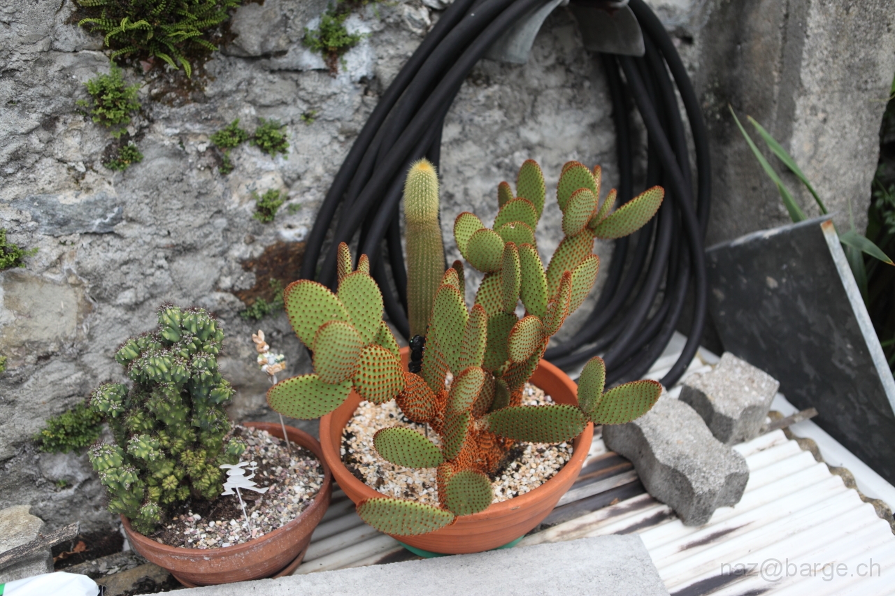 EOS 5D Mark II24_06_20122083.JPG